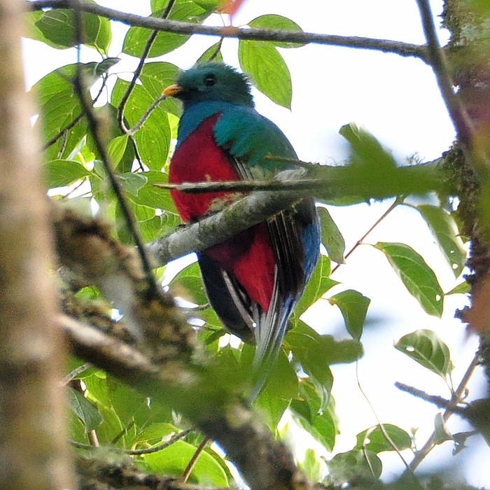 Quetzal